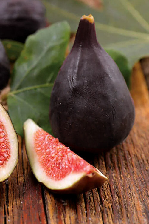  Violette De Bordeaux Fig Tree - 3 Gallon Pot
