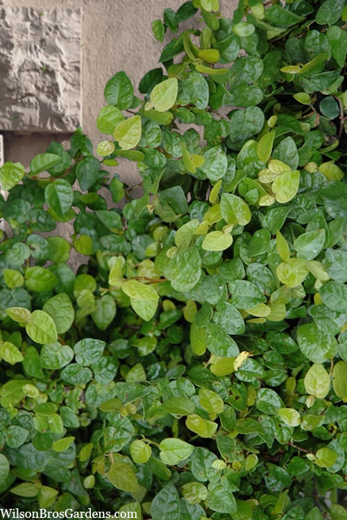  Creeping Fig (Ficus Pumila) - 1 Gallon Pot