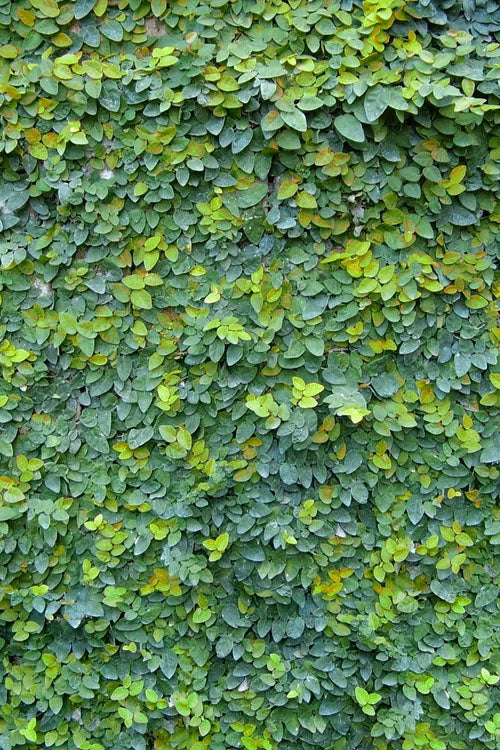  Creeping Fig (Ficus Pumila) - 18 Pack Of Pint Pots