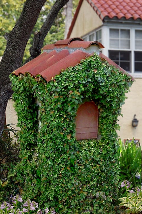  Creeping Fig - Ficus Pumila - 3 Pack Of Pint Pots