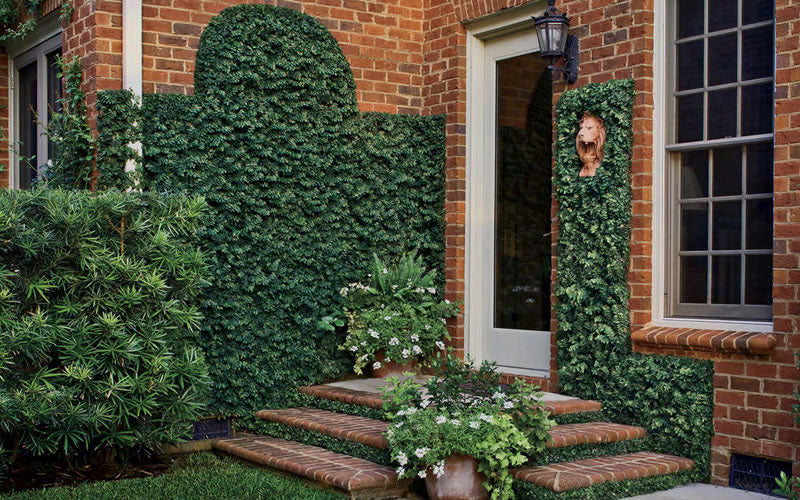  Creeping Fig (Ficus Pumila) - 10 Pack Of Pint Pots