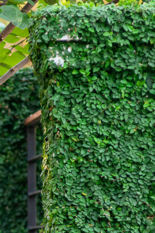  Creeping Fig (Ficus Pumila) - 1 Gallon Pot