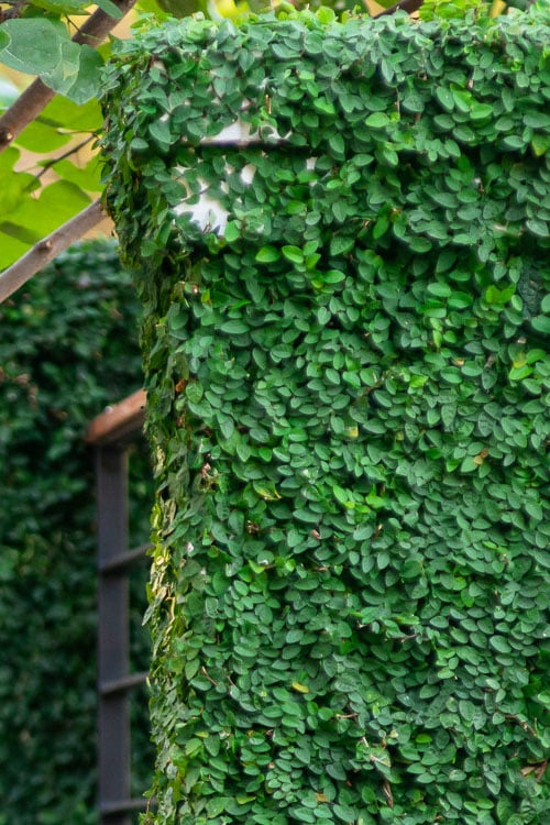  Creeping Fig - Ficus Pumila - 3 Pack Of Pint Pots