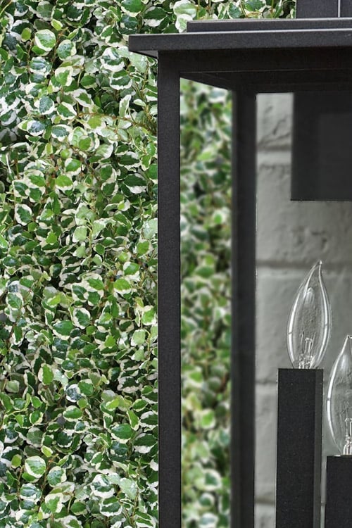  Variegated Creeping Fig (Ficus Pumila 'Variegata') - 10 Pack Of 4" Pint Pots