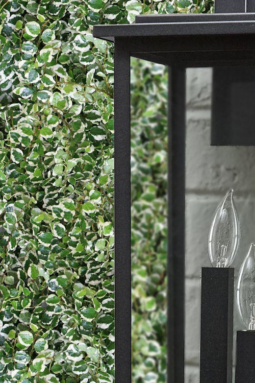  Variegated Creeping Fig (Ficus Pumila 'Variegata') - 10 Pack Of 4" Pint Pots