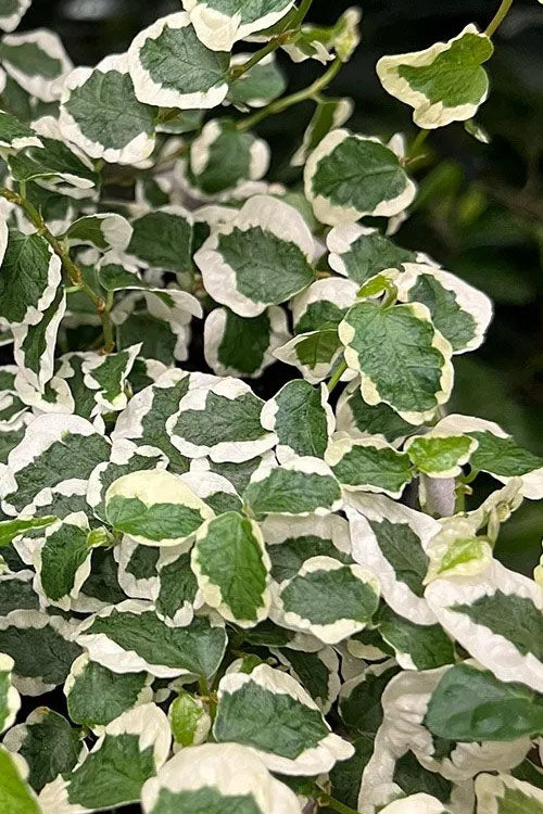  Variegated Creeping Fig (Ficus Pumila 'Variegata') - 10 Pack Of 4" Pint Pots