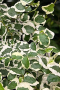  Variegated Creeping Fig (Ficus Pumila 'Variegata') - 10 Pack Of 4" Pint Pots