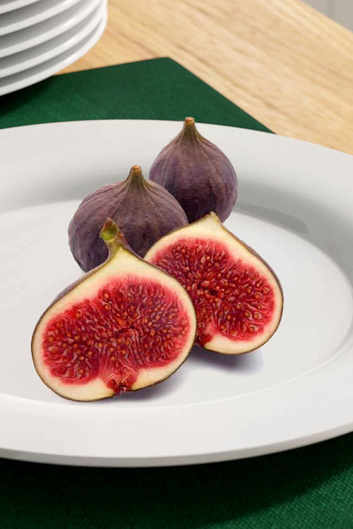  Texas Everbearing Fig Tree - 3 Gallon Pot