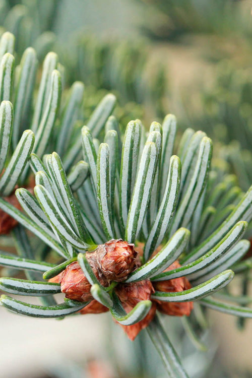  Dobrichovive Nordmann Fir - 1 Gallon Pot