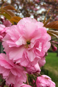  Kwanzan Pink Double Flowering Cherry Tree - 5 Gallon Pot (5-6')