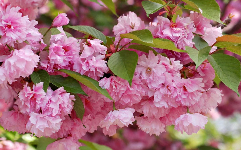  Kwanzan Pink Double Flowering Cherry Tree - 5 Gallon Pot (5-6')