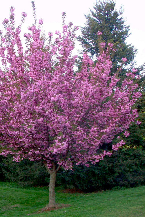  Kwanzan Pink Double Flowering Cherry Tree - 5 Gallon Pot (5-6')