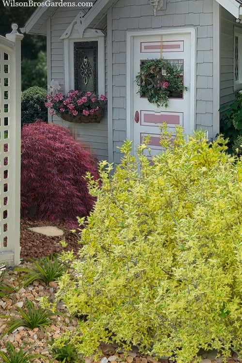  Believe It Or Not Forsythia - 2 Gallon Pot