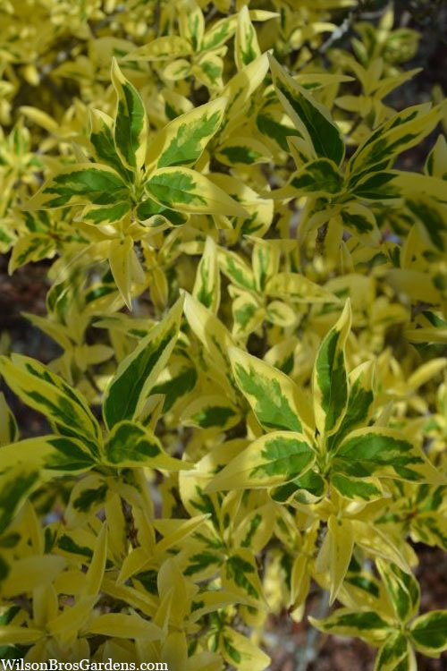  Believe It Or Not Forsythia - 2 Gallon Pot