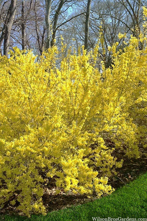 Believe It Or Not Forsythia - 2 Gallon Pot
