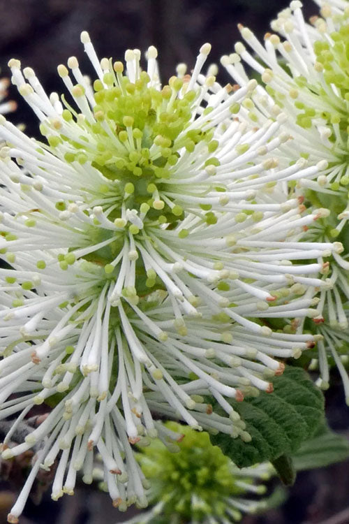  Dwarf Fothergilla - 3 Gallon Pot