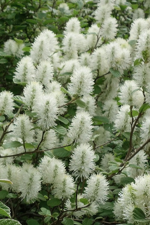  Dwarf Fothergilla - 3 Gallon Pot