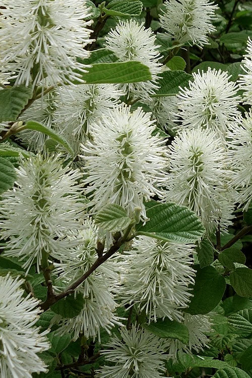  Dwarf Fothergilla - 3 Gallon Pot