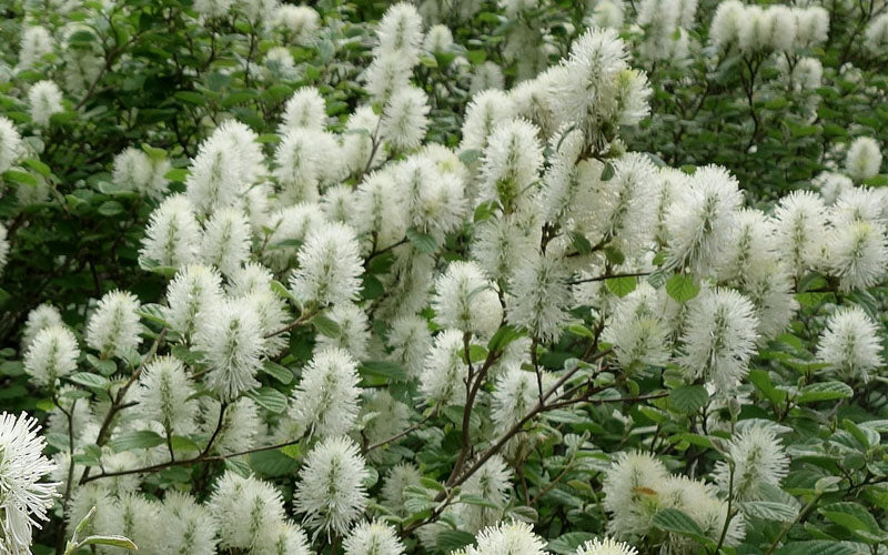  Dwarf Fothergilla - 3 Gallon Pot