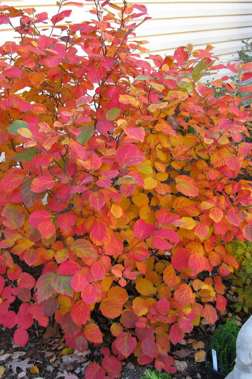  Dwarf Fothergilla - 3 Gallon Pot