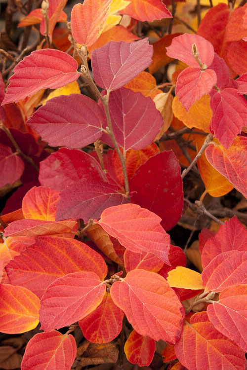  Dwarf Fothergilla - 3 Gallon Pot