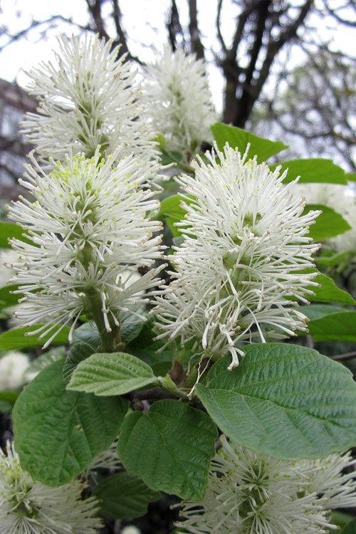  Dwarf Fothergilla - 3 Gallon Pot