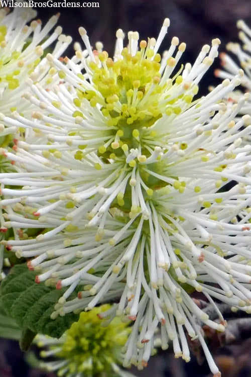  Mount Airy Fothergilla - 1 Gallon Pot