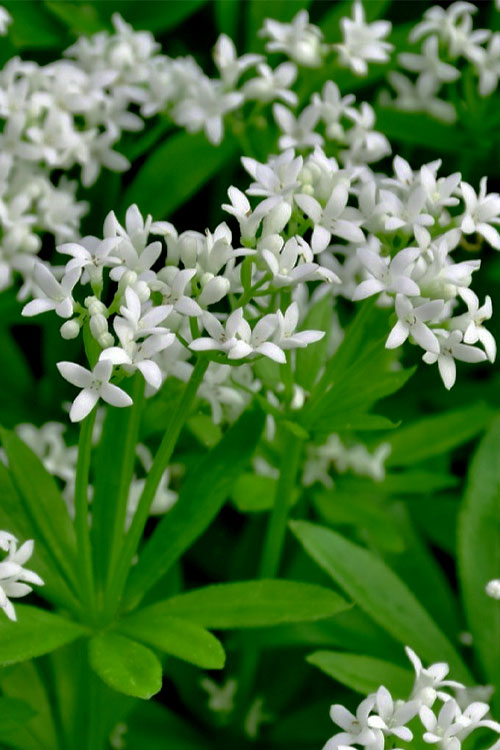  Sweet Woodruff (Galium Odoratum) - 6 Pack Of Pint Pots