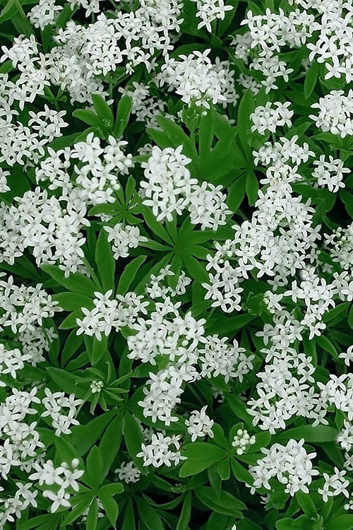  Sweet Woodruff (Galium Odoratum) - 1 Gallon Pot