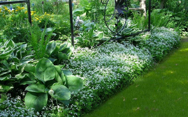  Sweet Woodruff (Galium Odoratum) - 5 Pack Of Quart Pots