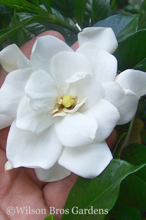  Fall In Love Cold Hardy Gardenia - 1 Gallon Pot
