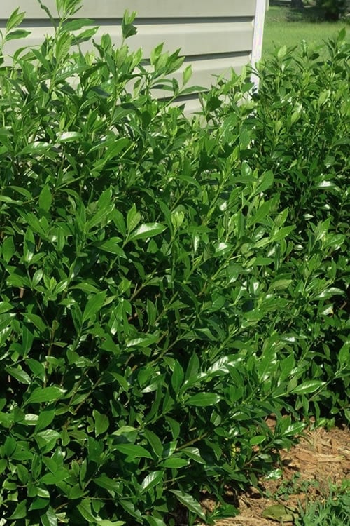  August Beauty Gardenia - 3 Gallon Pot