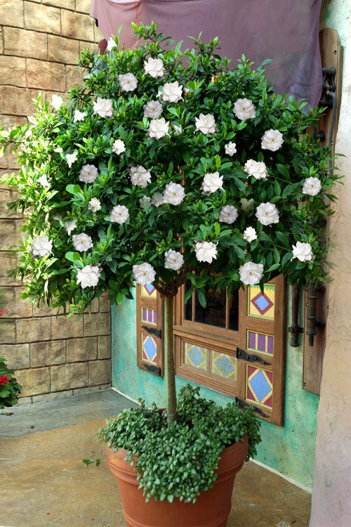  August Beauty Gardenia (Single Trunk Topiary Tree) - 5 Gallon Pot