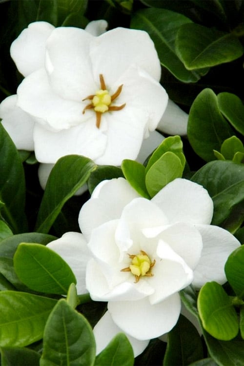  Buttons Gardenia - 1 Gallon Pot