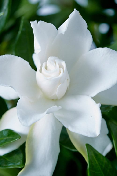  Celestial Star Gardenia - 1 Gallon Pot