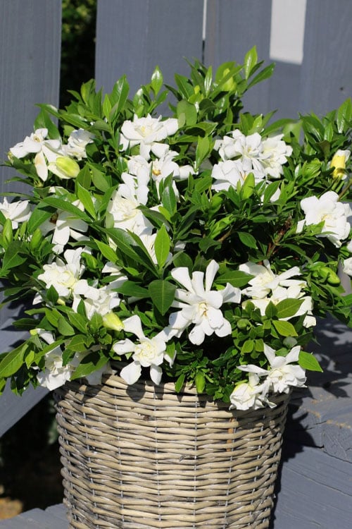  Celestial Star Gardenia - 1 Gallon Pot