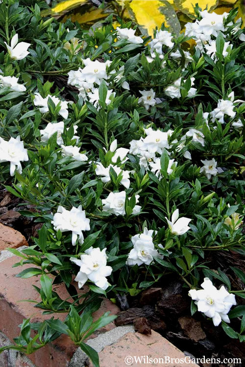  Radicans Creeping Dwarf Gardenia - 3 Gallon Pot
