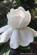  Crown Jewel Gardenia - 1 Gallon Pot