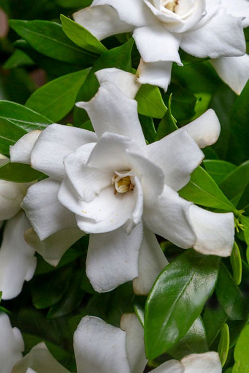  Fool Proof Gardenia - 3 Gallon Pot
