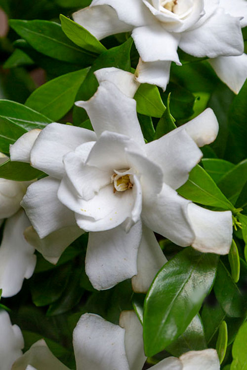  Fool Proof Gardenia - 1 Gallon Pot