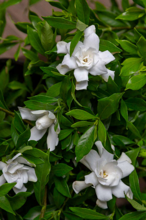  Fool Proof Gardenia - 1 Gallon Pot