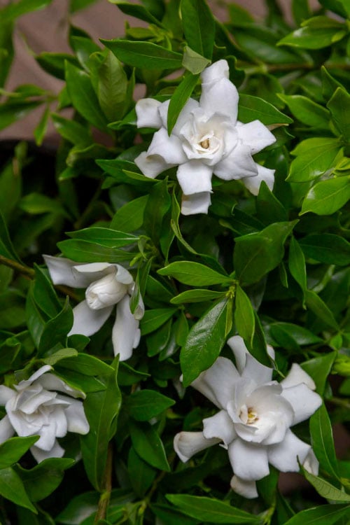  Fool Proof Gardenia - 3 Gallon Pot