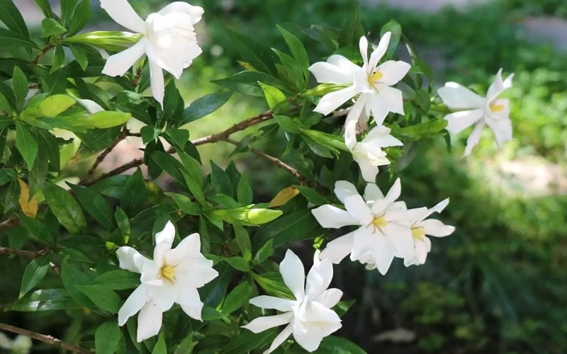  Frost Proof Gardenia - 1 Gallon Pot