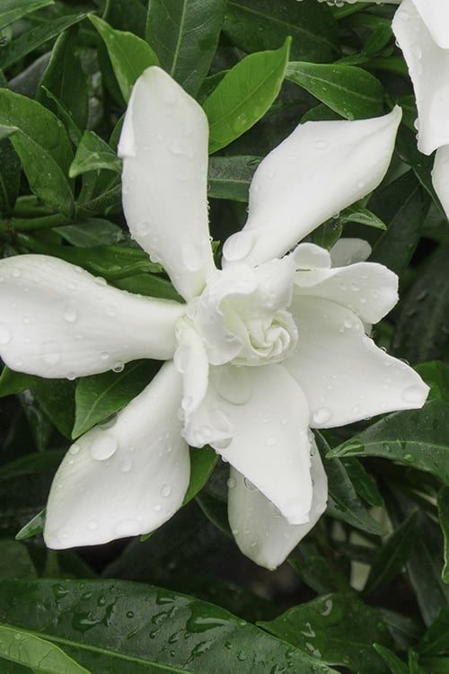  Frost Proof Gardenia - 3 Gallon Pot