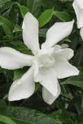  Frost Proof Gardenia - 6 Pack Of 1 Gallon Pots