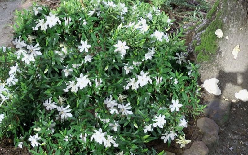  Frost Proof Gardenia - 6 Pack Of 1 Gallon Pots