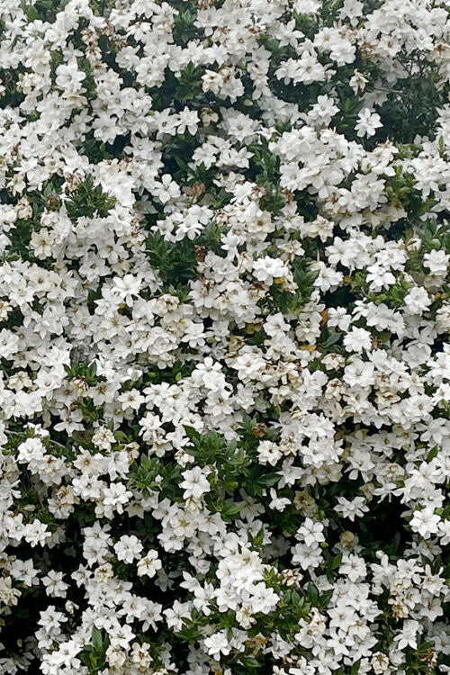  Big Beauty Gardenia - 3 Gallon Pot
