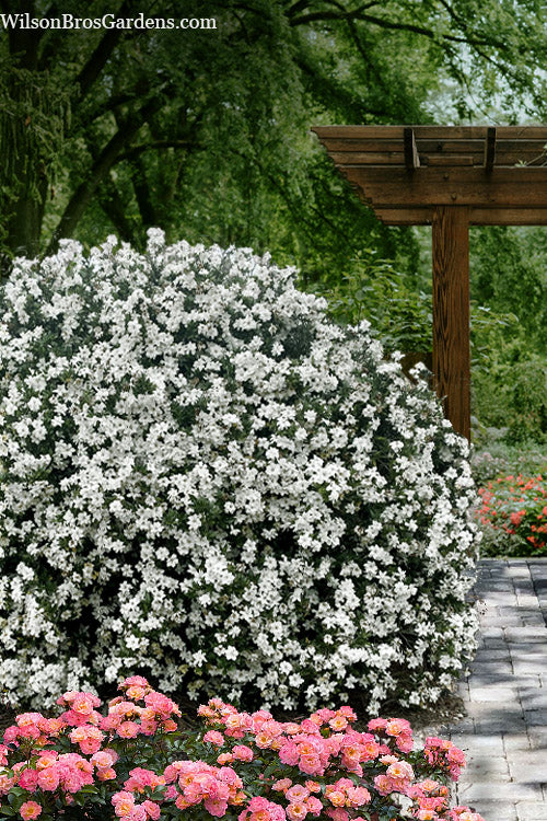 Big Beauty Gardenia - 3 Gallon Pot