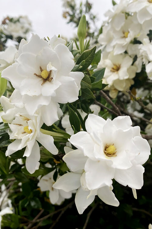  Big Beauty Gardenia - 3 Gallon Pot