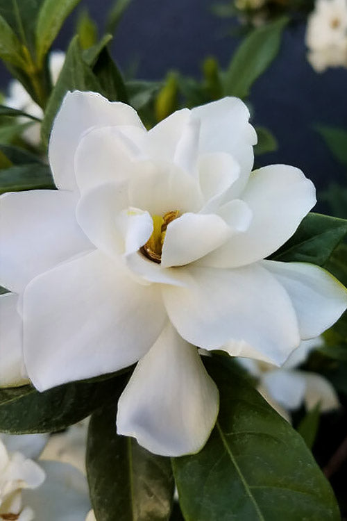  Big Beauty Gardenia - 3 Gallon Pot